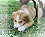 Small #1 Border Collie-Great Pyrenees Mix