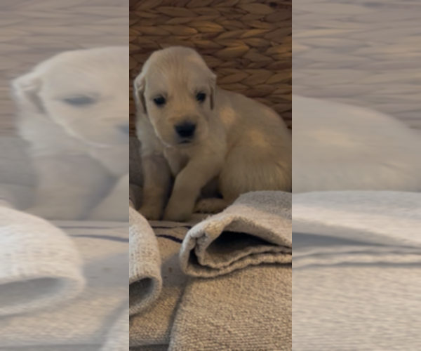 Medium Photo #20 Golden Retriever Puppy For Sale in MERCED, CA, USA