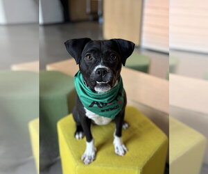 Mutt Dogs for adoption in Spring Lake, NJ, USA