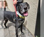Small #14 Great Dane-Labrador Retriever Mix