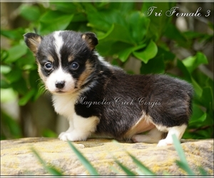 Pembroke Welsh Corgi Puppy for sale in LUTHER, OK, USA