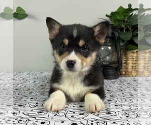 Pembroke Welsh Corgi Puppy for sale in FRANKLIN, IN, USA