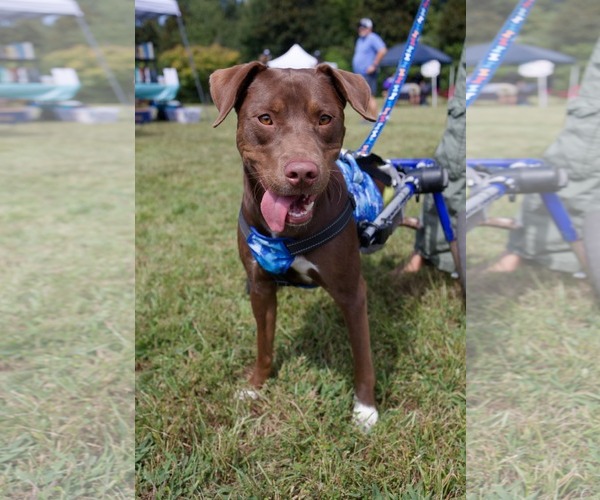 Medium Photo #1 Labrador Retriever-Unknown Mix Puppy For Sale in Holly Springs, NC, USA