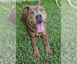 American Staffordshire Terrier-Unknown Mix Dogs for adoption in San Antonio, TX, USA