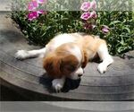 Small Photo #2 Cavalier King Charles Spaniel Puppy For Sale in ORO VALLEY, AZ, USA