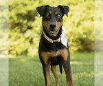 Small #1 Doberman Pinscher Mix