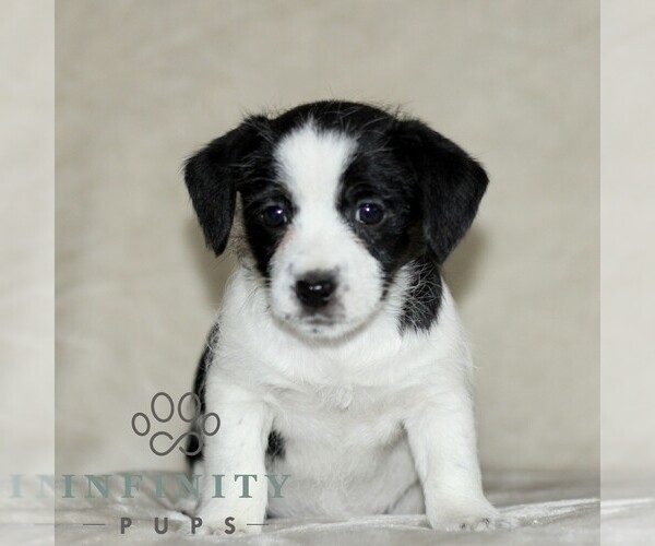 Medium Photo #1 Jack Russell Terrier-ShihPoo Mix Puppy For Sale in GORDONVILLE, PA, USA