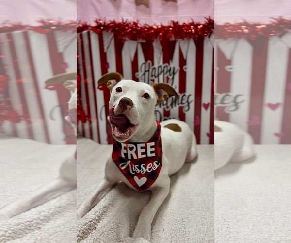 Medium Photo #1 American Pit Bull Terrier-Unknown Mix Puppy For Sale in Germantown, OH, USA