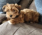 Small #17 Havanese