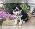 Puppy 1 Pomsky