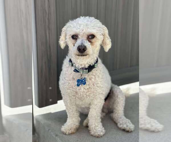 Medium Photo #7 Bichon Frise-Unknown Mix Puppy For Sale in Corona, CA, USA
