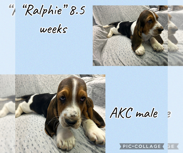 Medium Photo #1 Basset Hound Puppy For Sale in OKMULGEE, OK, USA