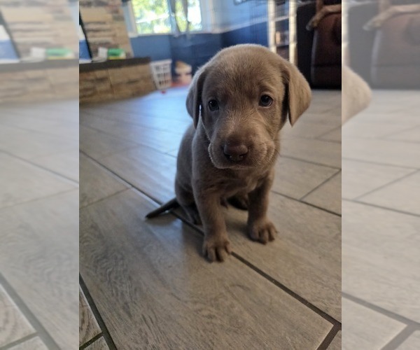 Medium Photo #4 Labrador Retriever Puppy For Sale in SHELBYVILLE, IN, USA