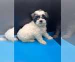 Small #3 Maltipoo-Shih Tzu Mix