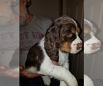 Small Photo #3 English Springer Spaniel Puppy For Sale in MAPLE PLAIN, MN, USA