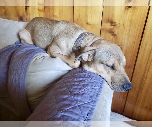 Medium Photo #3 Doberman Pinscher-Unknown Mix Puppy For Sale in Oro Medonte, Ontario, Canada