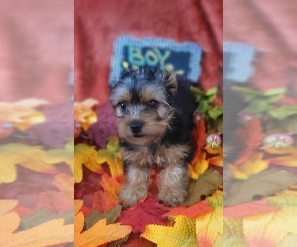 Medium Photo #17 Yorkshire Terrier Puppy For Sale in AKRON, OH, USA