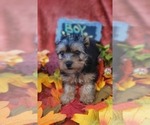 Small #16 Yorkshire Terrier