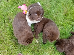 Newfoundland Puppy for sale in RAPID CITY, SD, USA