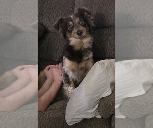 Australian Shepherd-Unknown Mix Dogs for adoption in Minneapolis, MN, USA