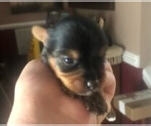 Yorkshire Terrier Puppy for sale in CHESAPEAKE, VA, USA