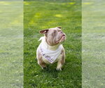 Small #6 American Bulldog Mix
