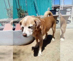 Sammy-his BFF is roomy - Male Beagle Dog for Adoption - Photo #11