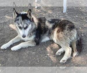 Siberian Husky-Unknown Mix Dogs for adoption in San Antonio, TX, USA