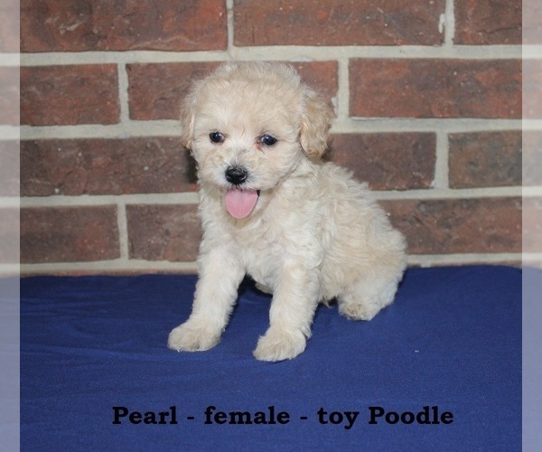 Medium Photo #1 Poodle (Toy) Puppy For Sale in CLARKRANGE, TN, USA