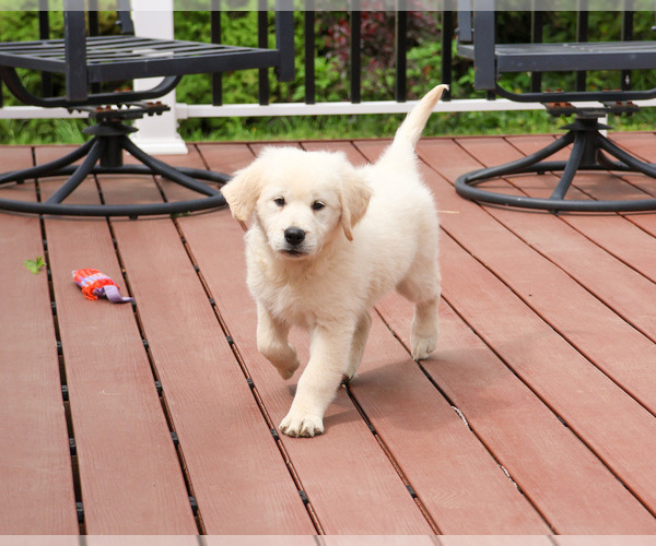 Medium Photo #7 English Cream Golden Retriever Puppy For Sale in SYRACUSE, IN, USA