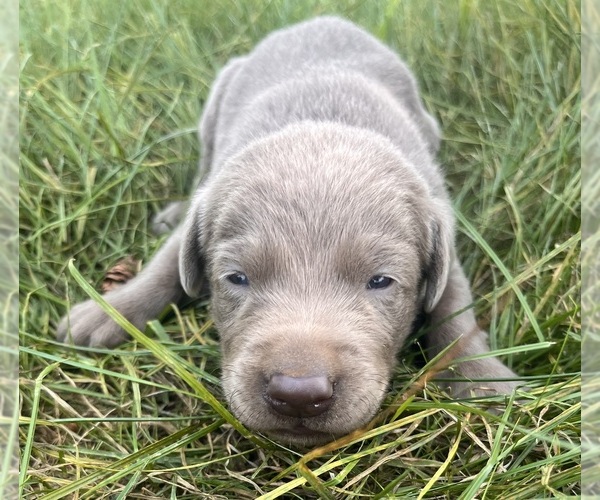 Medium Photo #1 Labrador Retriever Puppy For Sale in PINE ISLAND, MN, USA