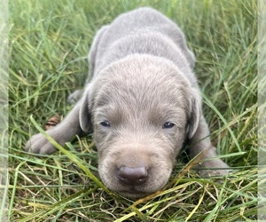 Labrador Retriever Puppy for sale in PINE ISLAND, MN, USA