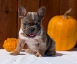 Small Photo #39 French Bulldog Puppy For Sale in GOSHEN, IN, USA