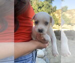 Small #1 Mutt