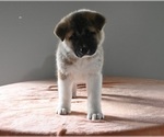 Small Photo #1 Akita Puppy For Sale in MILLERSBURG, OH, USA