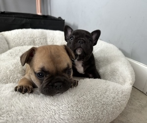 French Bulldog Puppy for sale in DOWNEY, CA, USA