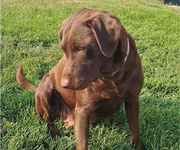 Medium Photo #1 Labrador Retriever Puppy For Sale in TERREBONNE, OR, USA