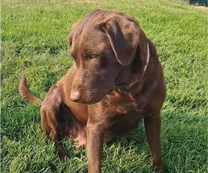 Mother of the Labrador Retriever puppies born on 06/15/2026