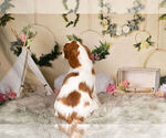 Small Photo #14 Cavalier King Charles Spaniel Puppy For Sale in WARSAW, IN, USA
