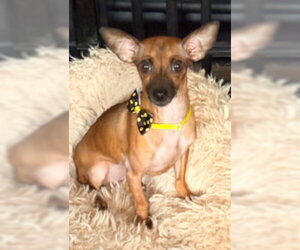 Chihuahua-Unknown Mix Dogs for adoption in Ventura, CA, USA