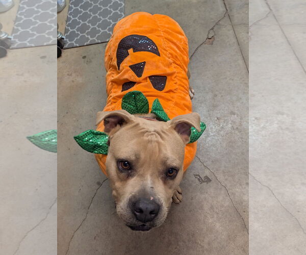 Medium Photo #4 Mutt Puppy For Sale in McCormick, SC, USA