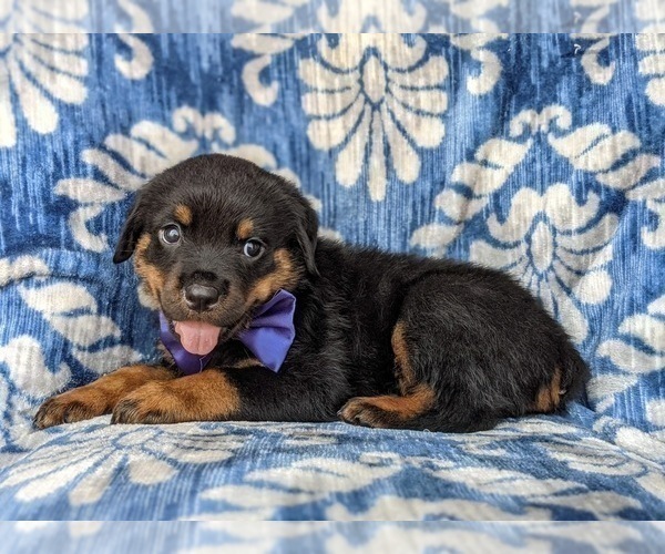 Medium Photo #4 Rottweiler Puppy For Sale in GLEN ROCK, PA, USA