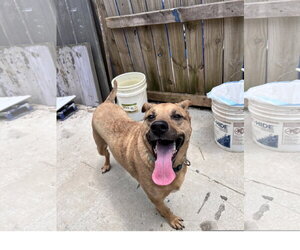 Mutt Dogs for adoption in Tracy City, TN, USA