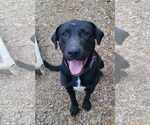 Small #3 Labrador Retriever Mix