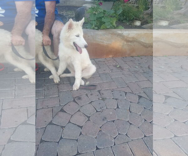Medium Photo #4 Samoyed-Siberian Husky Mix Puppy For Sale in Pacific grove , CA, USA