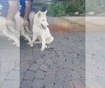 Small #3 Samoyed-Siberian Husky Mix