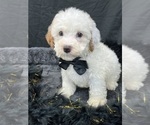 Small Photo #16 Cavapoo Puppy For Sale in BULLARD, TX, USA