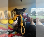 Small #6 Labrador Retriever