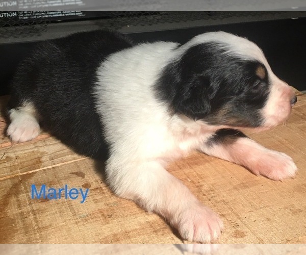 Medium Photo #6 Australian Shepherd Puppy For Sale in ARBA, IN, USA