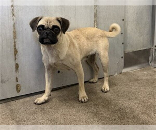 Medium Photo #1 Pug Puppy For Sale in San Bernardino, CA, USA